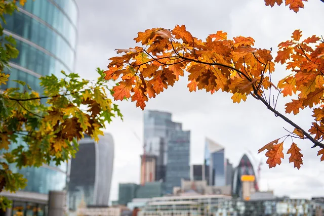 autumn, city, london, england, architecture, fall, foliage, london, london, london, london, london. How newsletter creators in Greater London price ads against Manchester and Edinburgh costs